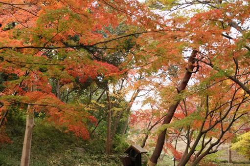色づく秋のもみじ林 色づく秋のもみじ林 紅葉,もみじ,秋の写真素材