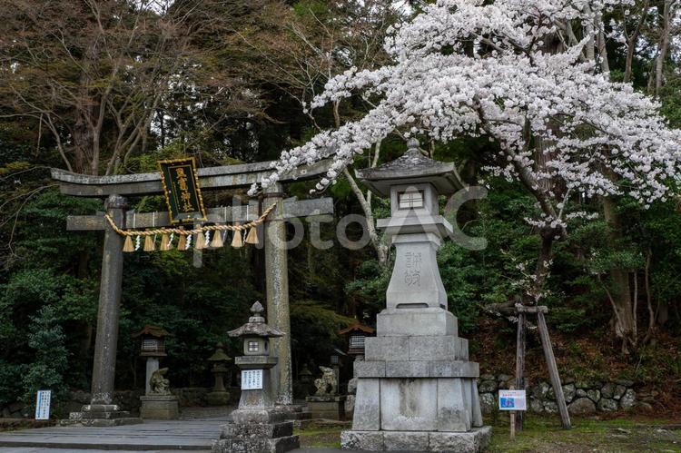 塩釜神社の桜(28) 塩釜神社,陸奥国一宮,重要文化財の写真素材