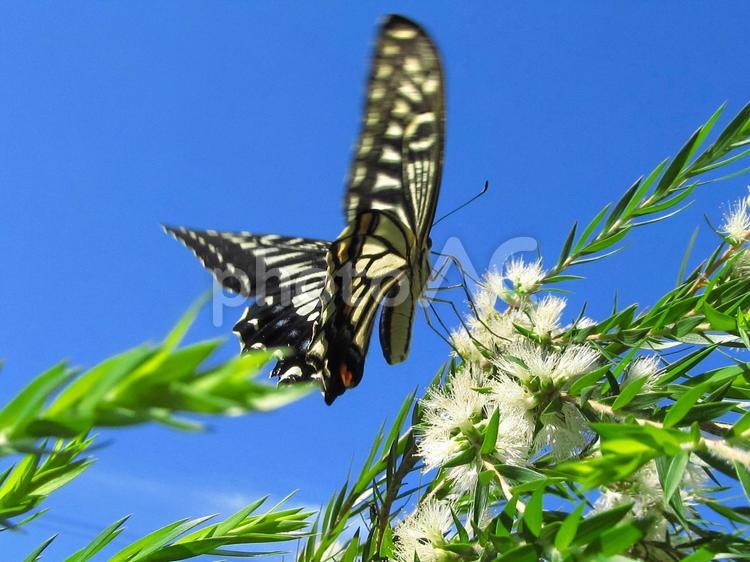 アゲハチョウ 蝶々,吸蜜,昆虫の写真素材