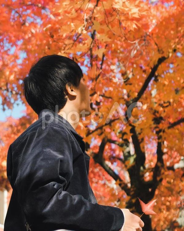 手にもみじを持って紅葉を見上げる男性 紅葉,もみじ,紅葉狩りの写真素材