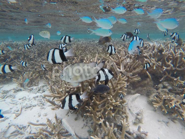 グアムの海の中 魚,水中,サンゴの写真素材