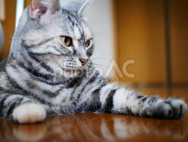 我が家のニャンコ　廊下にて５ 動物,ねこ,ネコの写真素材