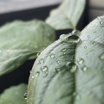 Water droplets on leaves, JPG Water droplets on leaves, JPG