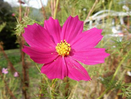 【花の写真】コスモス（秋桜）の写真