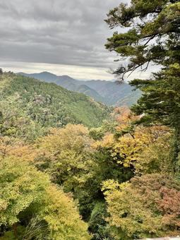 高尾山からの紅葉 紅葉,秋,もみじの写真素材