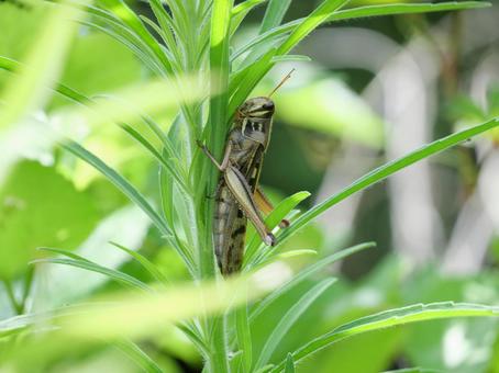 Migratory locust, JPG