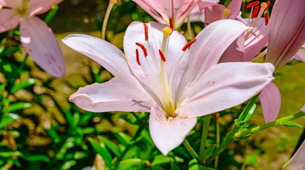 ピンクのユリ ピンクのユリ ユリ,百合,花の写真素材