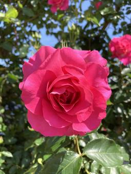 魅力的なピンクのバラ 青空 魅力的なピンクのバラ 青空の写真