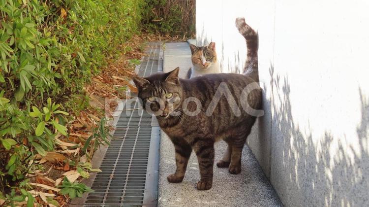 カワイイ三毛猫を守護する勇ましいナイト猫 三毛猫,猫,キジトラの写真素材