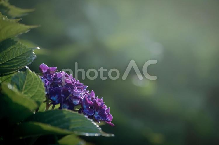 ＜五島の風景＞梅雨の風景と紫陽花の花 あじさい,紫陽花の壁紙,アジサイの写真素材