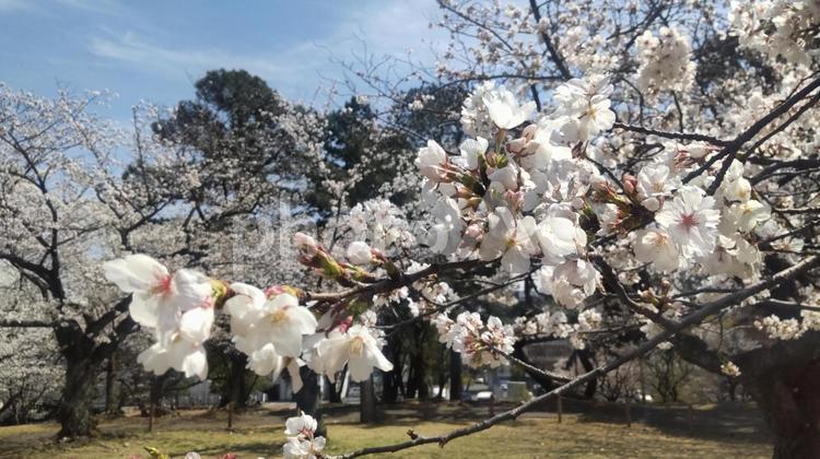 散歩中の公園で見かけた桜 桜,サクラ,さくらの写真素材