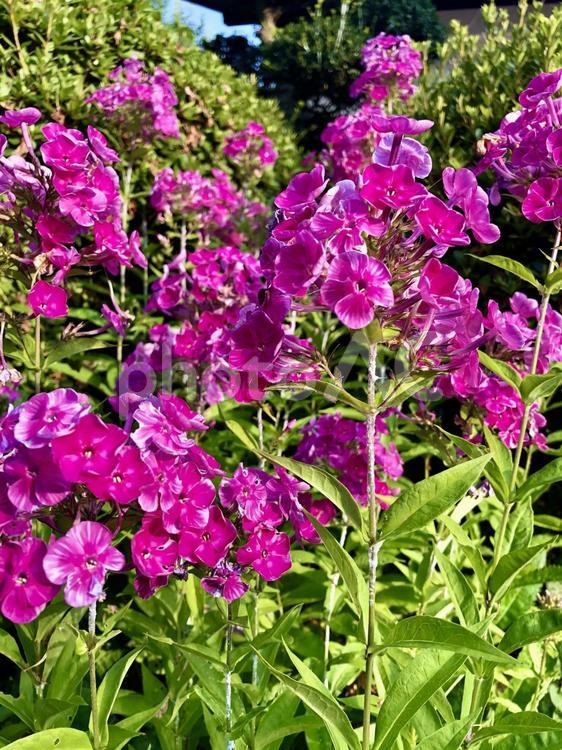フラックス 花,フロックス,植物の写真素材