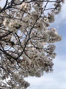 桜 桜の写真