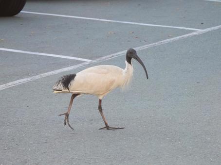 オーストラリアクロトキ、市街地の散歩 鳥,探す,雑食の写真素材