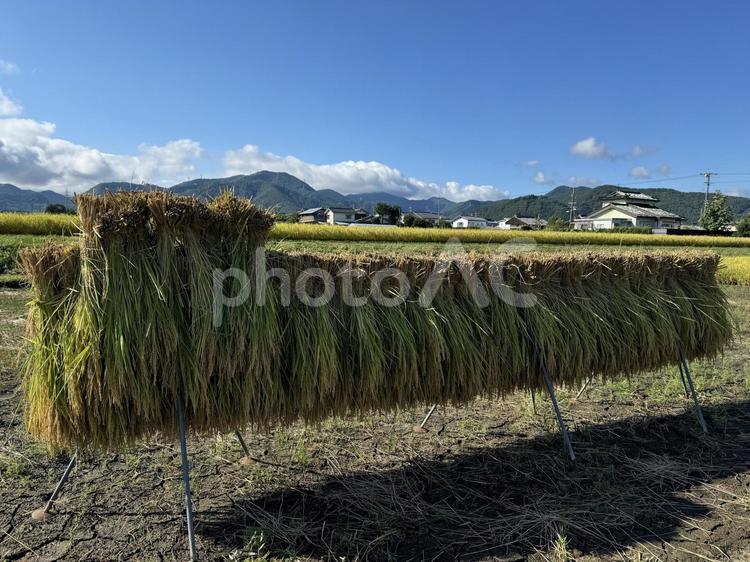 稲刈り当日の天日干し 天日干し,秋,田んぼの写真素材