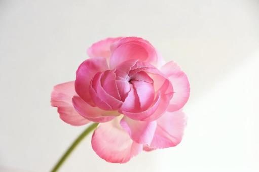 ピンクのラナンキュラスの写真