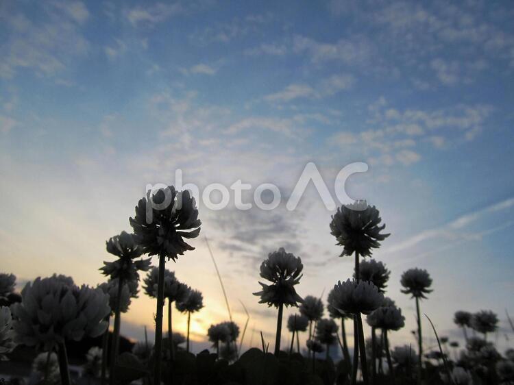 夕日と植物 夕日,光,オレンジ色の空の写真素材