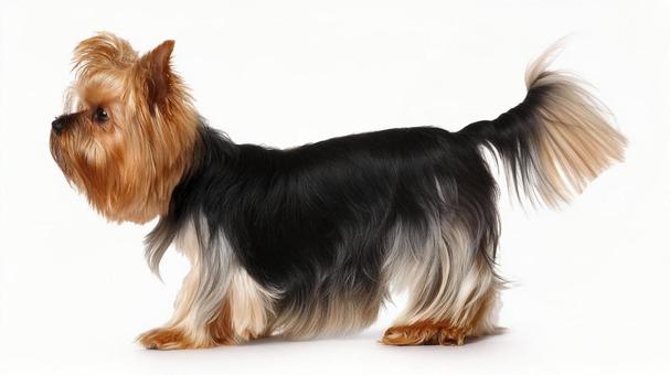 ヨークシャー・テリア2の写真