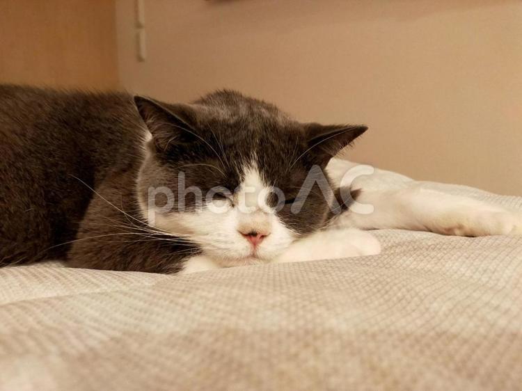 ベッドの上で腕枕で眠る猫 猫,ブリティッシュショートヘア,生き物の写真素材