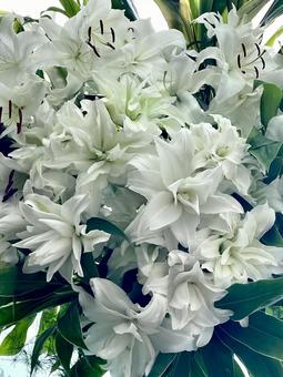 フラワーアレンジメント(カサブランカ) フラワーアレンジメント(カサブランカ) フラワーアレンジメント,花束,花輪の写真素材