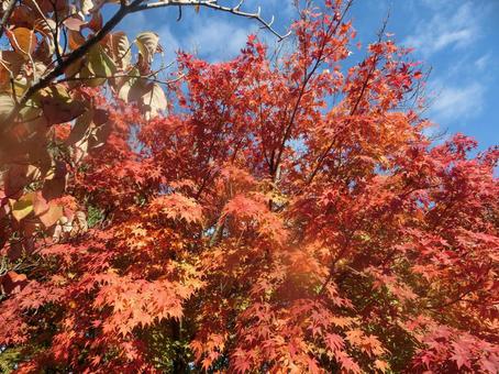Autumn leaves season, JPG Autumn leaves season, JPG