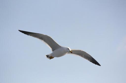 青い道 青い道 空,翼,自由の写真素材