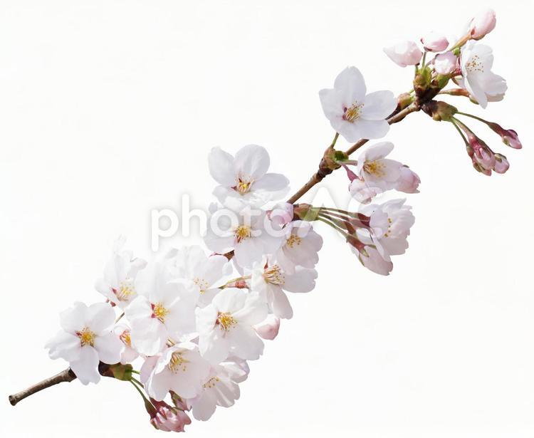 桜の蕾と花と枝【切り抜きPSD】 桜,psd,切り抜きの写真素材