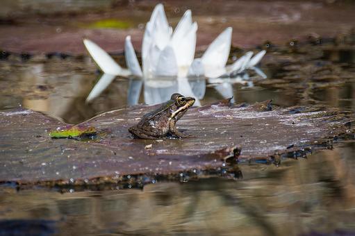 蓮の葉の上でじっとしているカエル 蓮の葉の上でじっとしているカエルの写真