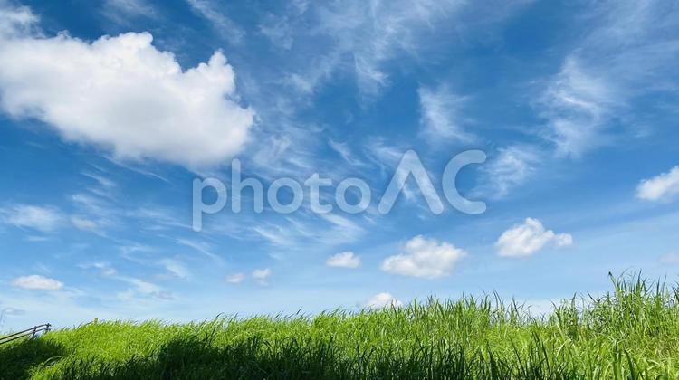 綺麗な空と緑 夏,青空,空の写真素材