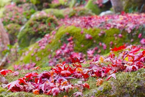 紅葉 紅葉 紅葉,秋,もみじの写真素材