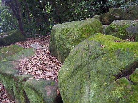 苔の生えた石の写真