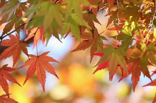 もみじ、緑から紅色への写真