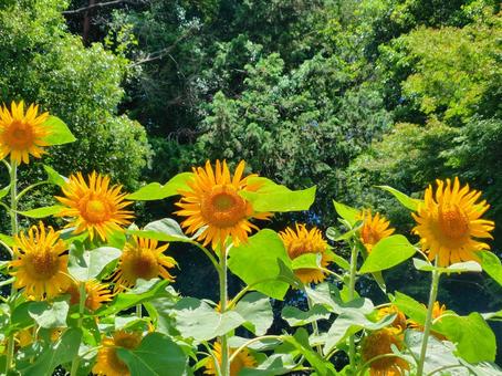 Photo, sunflower, natural, mountain, 