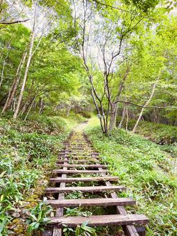 森の階段 地蔵岳,赤城山,群馬の写真素材