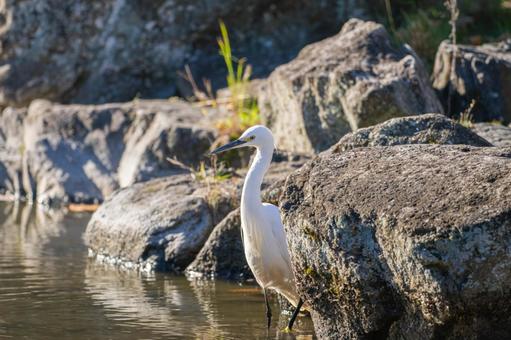 水辺のコサギ 水辺のコサギ コサギ,鳥,野鳥の写真素材