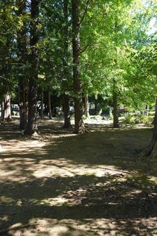 木漏れ日 木漏れ日 木漏れ日,木,林の写真素材