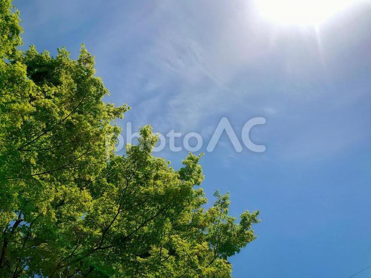 新緑と青空のコピースペース 新緑,緑,青空の写真素材