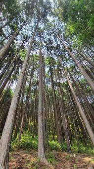 Photo, shiguraku, woods, the trees, 