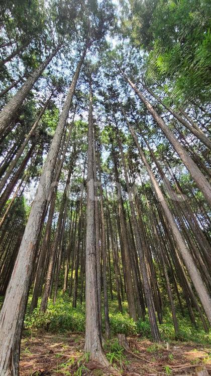 静寂の柱たち 信楽,森,木々の写真素材