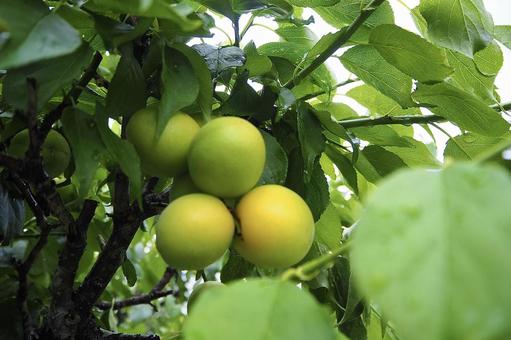 Before the plum harvest, JPG Before the plum harvest, JPG