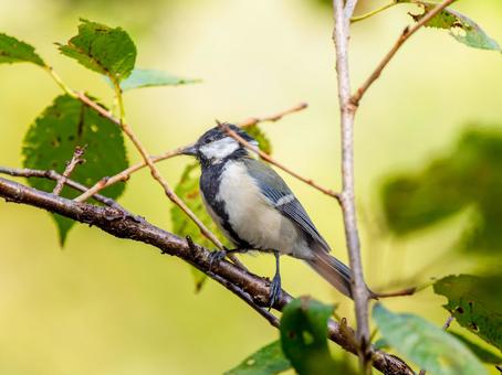 枝にとまるシジュウカラ シジュウカラ,野鳥,鳥の写真素材
