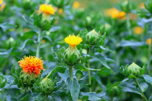 Photo, safflower hata, safflower, red, 