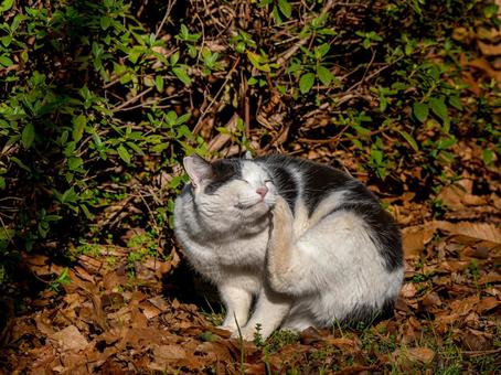 野良猫のアップ 野良猫のアップの写真