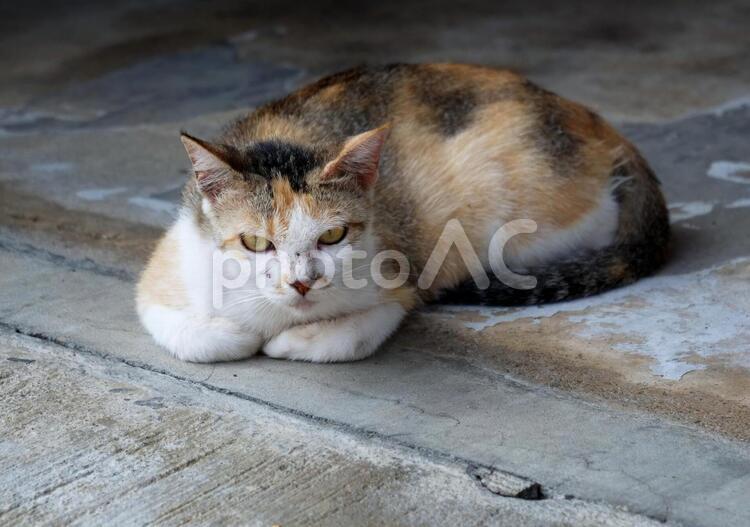 ネコ　リラックス　ねこ　猫　野良猫 猫,動物,ネコの写真素材