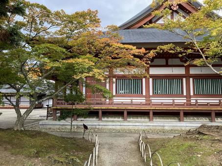 毛越寺の本堂 毛越寺,本堂,寺の写真素材