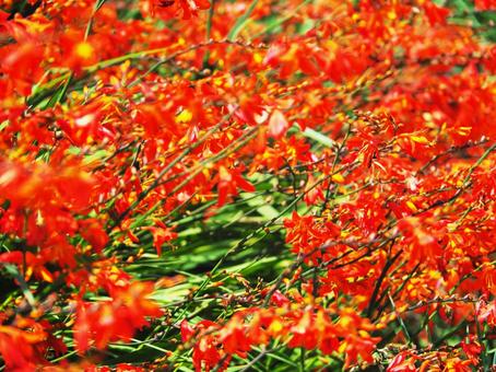 情熱の花ヒメヒオウギズイセン ヒメヒオウギズイセン,赤い,群生の写真素材