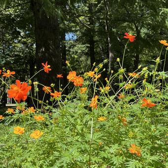 オレンジ色の花(キバナコスモス) オレンジ色の花(キバナコスモス)の写真