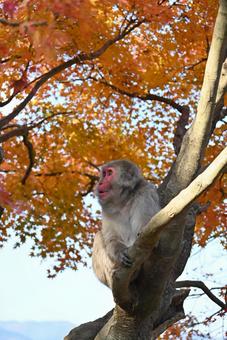 サルと紅葉 サルと紅葉 猿,サル,ニホンザルの写真素材