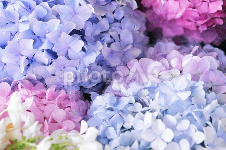 アジサイ　梅雨のイメージ 紫陽花,花,あじさいの写真素材