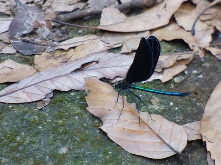 枯葉に止まるハグロトンボ 自然,トンボ,ハグロトンボの写真素材